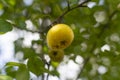 Yellow pear on tree in late summer day Royalty Free Stock Photo