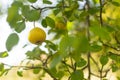 Yellow pear on tree in late summer day Royalty Free Stock Photo