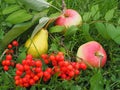 Yellow pear, two red apples, a branch of red Rowan Royalty Free Stock Photo