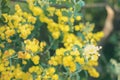 Yellow pearl acacia flower. blooming flora