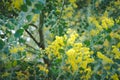 Yellow pearl acacia flower. blooming flora