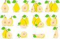 Yellow pears illustration