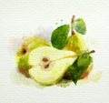 Yellow pears with leaves on a white background. Watercolor painting Royalty Free Stock Photo