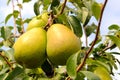 Yellow pears on pear tree Royalty Free Stock Photo