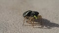 Yellow pedipalps jumping spider cleaning one of its back side legs