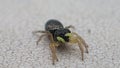 Yellow pedipalps jumping spider moving a little