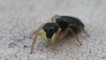 Yellow pedipalps jumping spider trying to clean its leg