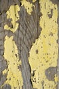 Yellow Peeling Warped Wood Royalty Free Stock Photo