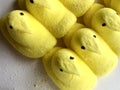 Yellow peeps Royalty Free Stock Photo