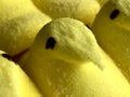 Yellow peeps Royalty Free Stock Photo