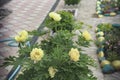 Yellow peony blooms beautifully in the garden in summer