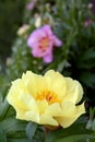 Yellow Peony flower