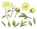 Yellow peony flower elements set vector