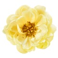 Yellow Peony Flower Isolated Top View