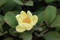 Yellow peony flower, paeonia daurica