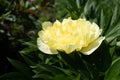 Yellow peony in the summer garden at the sunny day, side view. Bright congratulation on the holiday. Beautiful flower Royalty Free Stock Photo