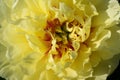 Yellow peony in the summer garden at the sunny day, close-up. Bright congratulation on the holiday. Large flower bud Royalty Free Stock Photo