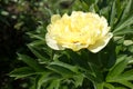Yellow peony in the summer garden at the sunny day, side view. Bright congratulation on the holiday. Beautiful flower Royalty Free Stock Photo
