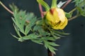 Yellow peony tree flower, opening on May Day, 2021.