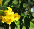 Yellow people, yellow bells. The Thai name is called Thong Rai. Selected focus attracts bees, background, green leaves, blurred