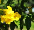 Yellow people, yellow bells. The Thai name is called Thong Rai. Selected focus attracts bees, background, green leaves,nature