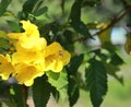 Yellow people, yellow bells. The Thai name is called Thong Rai. Selected focus attracts bees, background, green leaves,nature