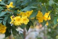 Yellow people, yellow bells. The Thai name is Thong Rai. Selected focus With natural green leaf number background