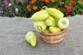 Yellow pepper in a basket on a table in a garden Royalty Free Stock Photo