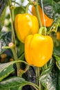 Yellow pepper fruits growing on a climbing plant Royalty Free Stock Photo