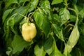 Yellow pepper with green leaf. Sweet pepper organic food closeup. Royalty Free Stock Photo