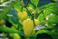 Yellow pepper with green leaf. Sweet pepper organic food closeup. Royalty Free Stock Photo