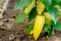 Yellow pepper growing in green house Royalty Free Stock Photo