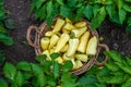 Yellow pepper harvest in the garden. Selective focus.