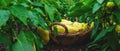 Yellow pepper harvest in the garden. Selective focus.