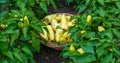 Yellow pepper harvest in the garden. Selective focus.