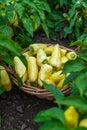 Yellow pepper harvest in the garden. Selective focus.