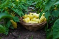 Yellow pepper harvest in the garden. Selective focus.