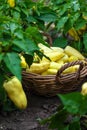 Yellow pepper harvest in the garden. Selective focus.