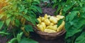 Yellow pepper harvest in the garden. Selective focus.