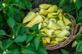 Yellow pepper harvest in the garden. Selective focus.