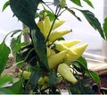 Yellow pepper plant