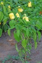 Yellow pepper plant Royalty Free Stock Photo