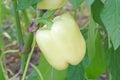 Yellow pepper plant Royalty Free Stock Photo