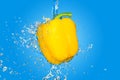 Yellow Pepper Splash On Blue Background