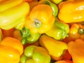Yellow pepper in the sun. crop of peppers. Agriculture. good harvest