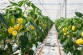Yellow peppers growing in a big greenhouse in the Netherlands Royalty Free Stock Photo