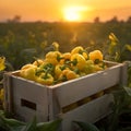 Yellow peppers harvested in a wooden box with field and sunset in the background. Royalty Free Stock Photo