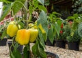 Yellow peppers on its tree Royalty Free Stock Photo