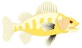 yellow perch fish vector illustration transparent background Royalty Free Stock Photo