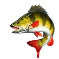 Yellow perch freshwater illustration realism isolate. Royalty Free Stock Photo